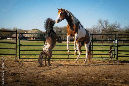 Two horses rearing up on hind legs as they play in a corral while waiting to be let out to pasture. A paint and a mini, friends playing. Pony standing tall, nose to nose. Horses kissing