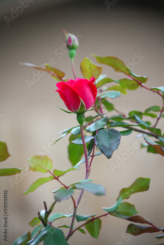 Blooming red rose bud in spring  