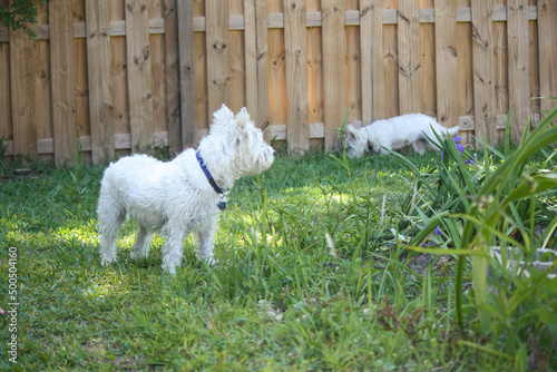 Little white west highland terrier male 