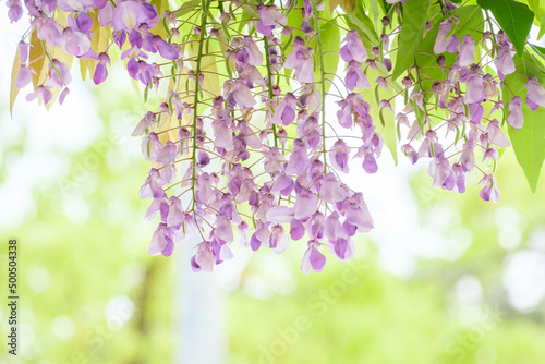 Canvastavla 春の絶景に一つ藤棚。４月下旬から５月にかけて見頃を迎える。紫と背景の緑のコントラストが美しい