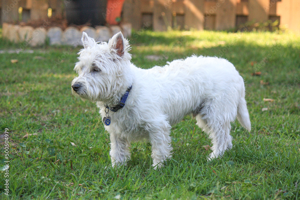Little white west highland terrier male 