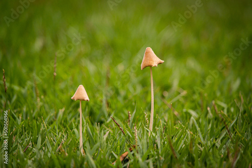 Cogumelos em um gramado photo