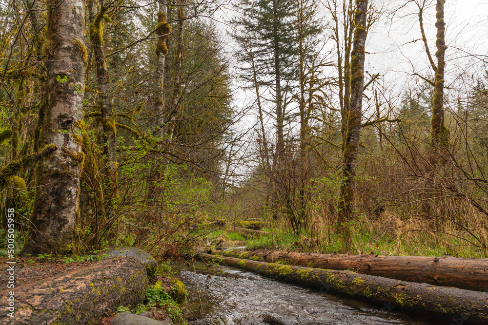 Fototapeta premium forest