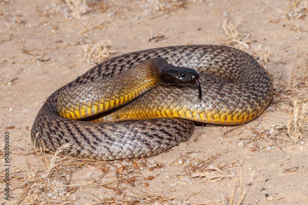 Obraz premium Inland Taipan ( Oxyuranus microlepidotus) in it's habitat, South Western Queensland Australia