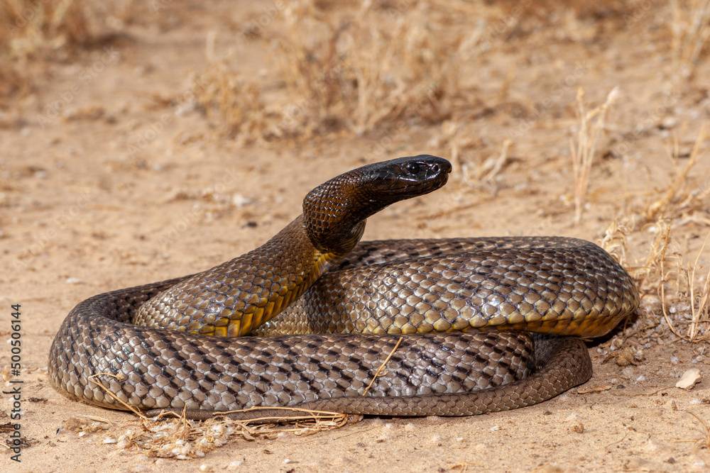 Inland Taipan ( Oxyuranus microlepidotus) in it's habitat, South Western Queensland Australia Inland Taipan ( Oxyuranus microlepidotus) in it's habitat, South Western Queensland Australia