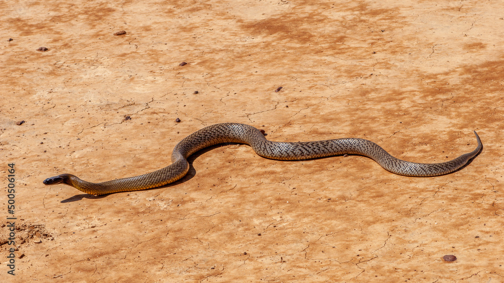 Inland Taipan ( Oxyuranus microlepidotus) in it's habitat, South Western Queensland Australia Inland Taipan ( Oxyuranus microlepidotus) in it's habitat, South Western Queensland Australia