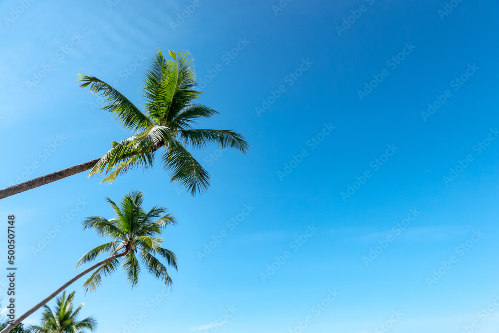 Copy space of tropical palm tree with sun light blue sky background. Summer vacation and nature travel adventure concept.