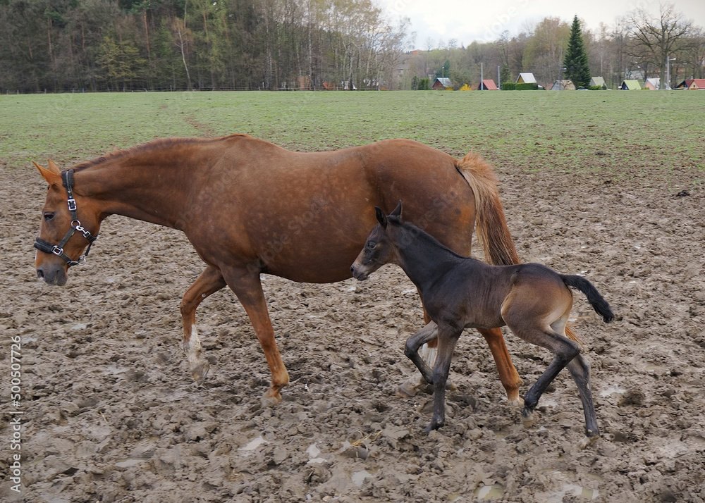 Young bay foal with his mother on pasture. Young bay foal with his mother on pasture.