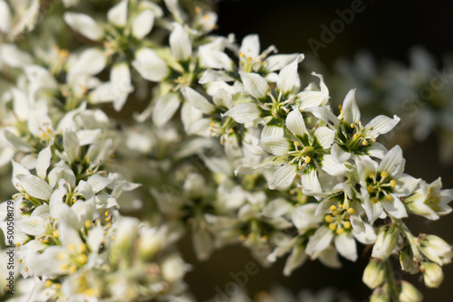 White flowering racemose panicle inflorescence of Veratrum Californicum, Melanthiaceae, native perennial andromonoecious deciduous herb in the San Bernardino Mountains, Summer.
