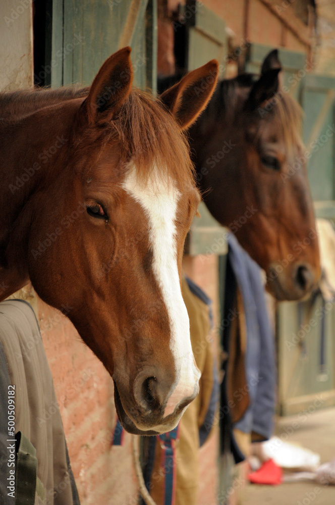 Fototapeta premium EN LAS CABALLERIZAS