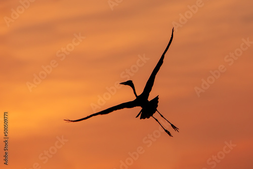 Great Blue Heron in Flight at Sunset