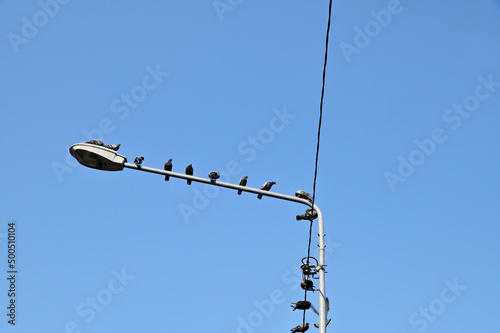Pigeons perched on electric wires with white cloud and blue sky background at Thailand.