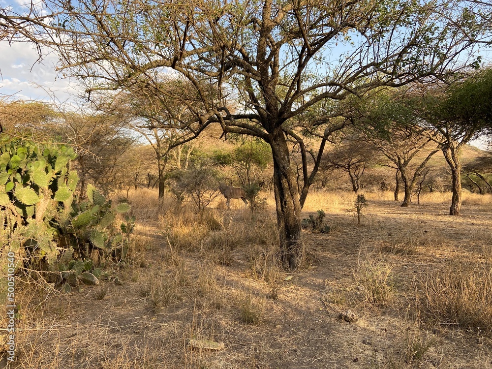 Beautiful African savannah landscape while the sun is setting down Beautiful African savannah landscape while the sun is setting down