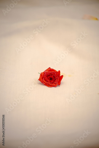 red rose on white paper