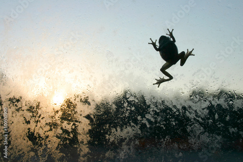 Small frog climbing up a wet glass window, backlit, view from inside evening