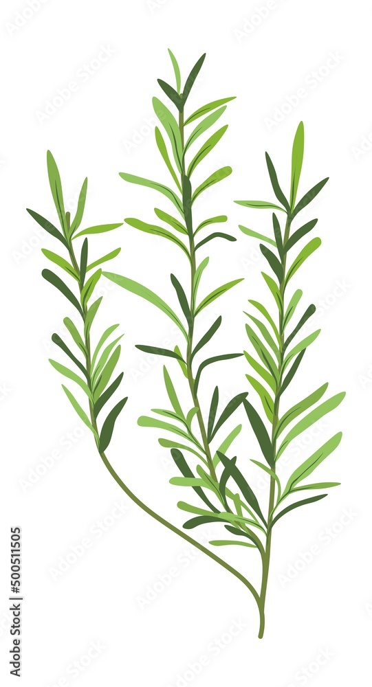 Grass or herb, natural and organic botany decor Grass or herb, natural and organic botany decor