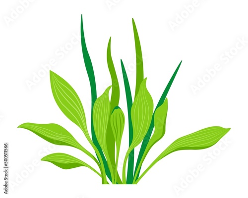Fototapeta Flower plant with leaves and foliage, flora botany
