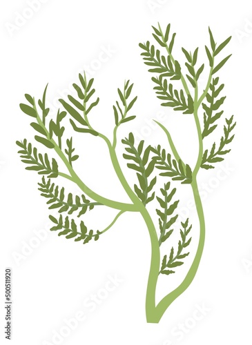 Obraz na plátne Grass or herb, flower decoration botany flora