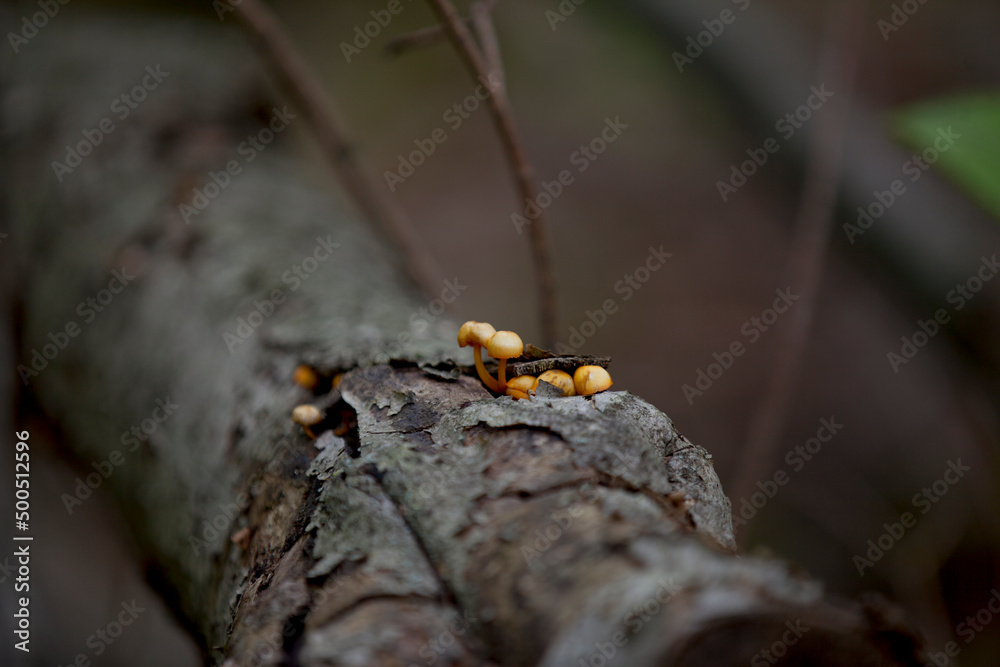 Fototapeta premium Mushrooms along the side of a hiking train in an Ontario Provincial park.