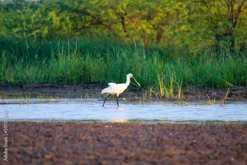 The Eurasian spoonbill, or common spoonbill, is a wading bird of the ibis and spoonbill family Threskiornithidae. Platalea leucorodia. photo