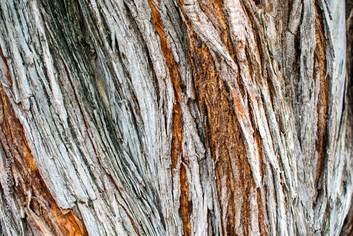 Textura árbol Villavieja