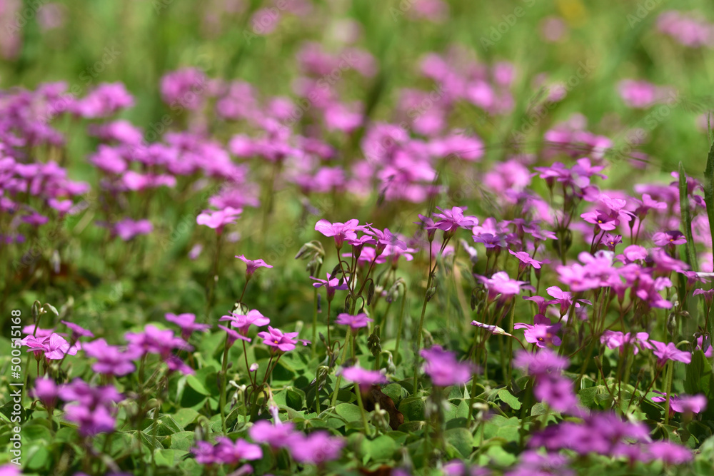 イモカタバミの花 イモカタバミの花