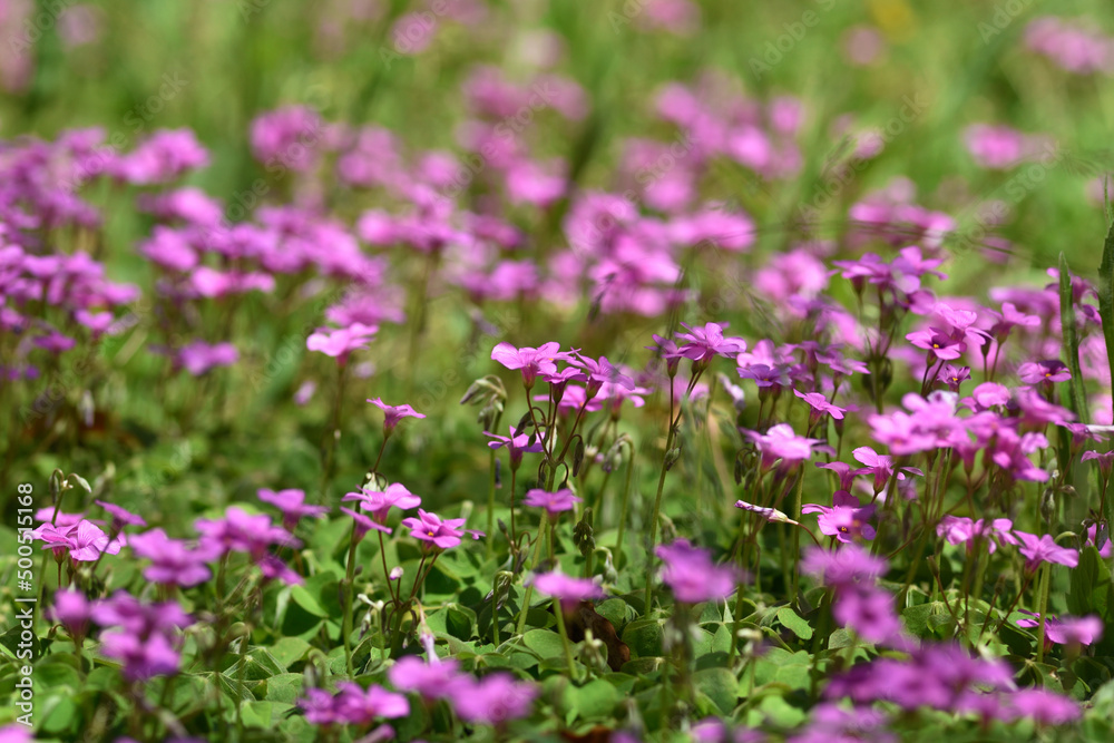 イモカタバミの花