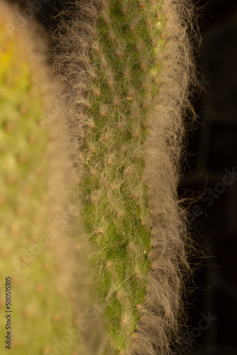 cactus in the garden, macro photography