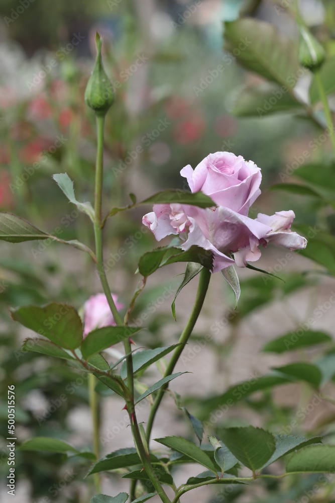 Pink rose flowers in garden Pink rose flowers in garden