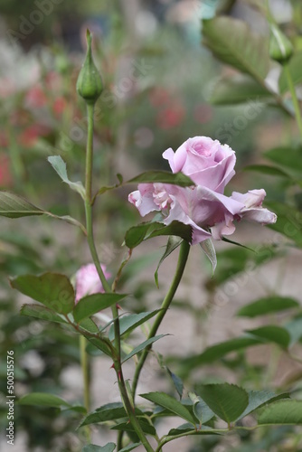 Pink rose flowers in garden