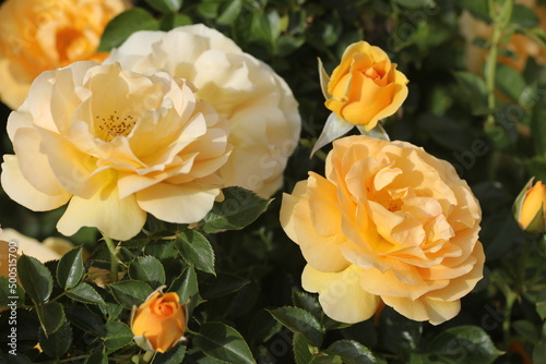 Yellow and orange roses outdoors