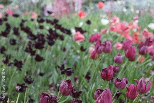 Purple  and pink tulips outdoors in garden