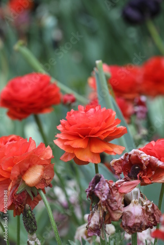 Red flowers outdoor in a garden