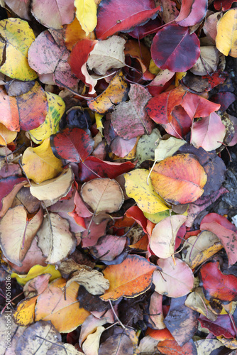 Autumn colored leaves on the ground
