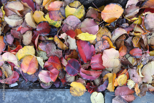 Autumn colored leaves on the ground
