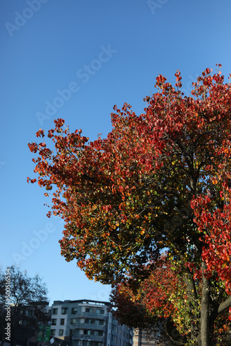 Autumn colored tree against a blue sky