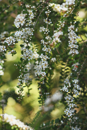 Small white flowers of the Australian native heath species Triplarina volcanica subspecies volcanica, family Myrtaceae. Endemic to SE Queensland with restricted distribution to Glass House Mountains photo