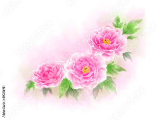 Peony drawn with digital watercolor (pink background) © 虹見