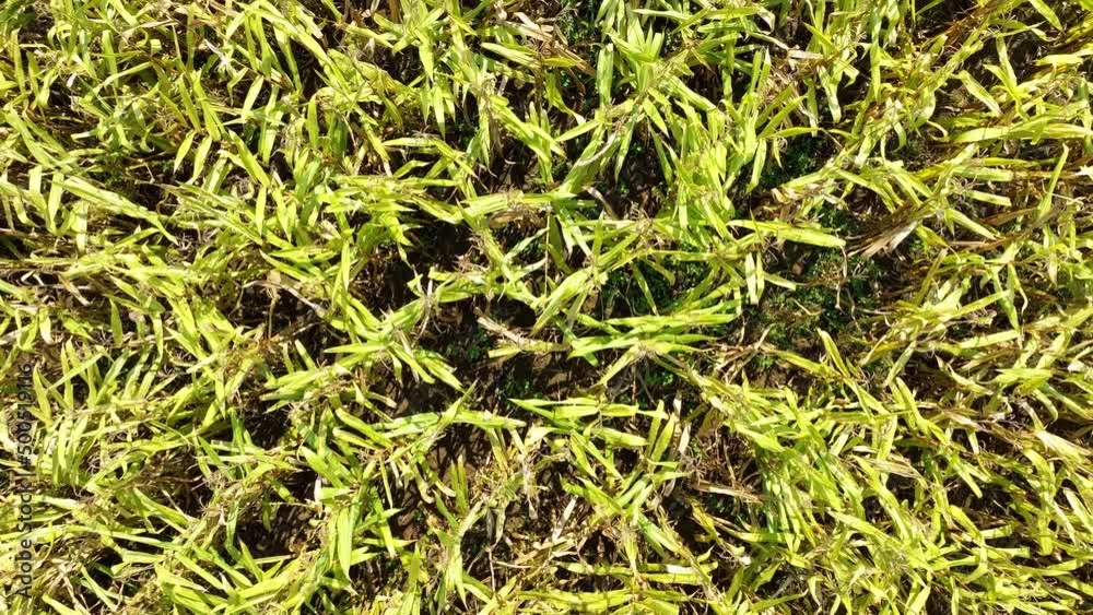 Aerial view of Drone flying over a corn field .Top view over green agriculture corn field. Smart farm of corn beautiful of corn field. Aerial view of Drone flying over a corn field .Top view over green agriculture corn field. Smart farm of corn beautiful of corn field.