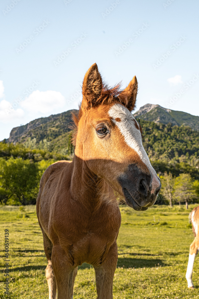 Close-up vertical view of baby horse in a pasture at dusk. Close-up vertical view of baby horse in a pasture at dusk.