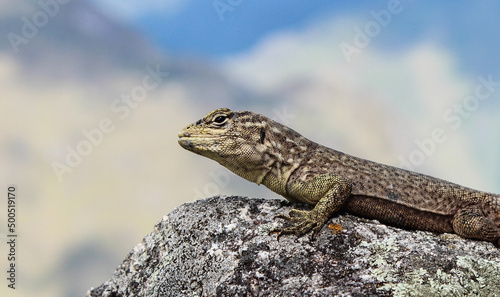 Lagarto no alto do Huayna Picchu,nos Andes