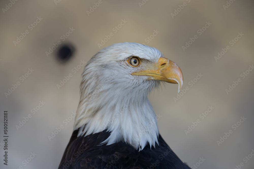 Obraz premium 動物