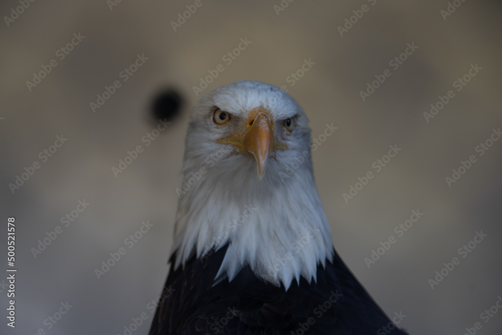 Fototapeta premium 動物