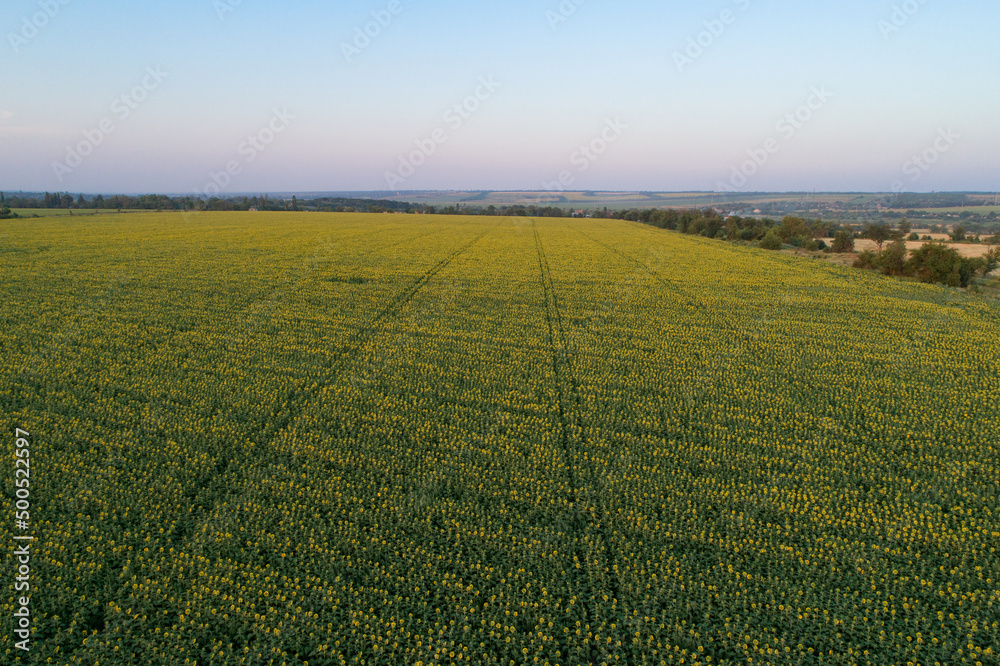 A field of blooming sunflowers in the sunset light. An aerial view of a large endless field of sunflowers A field of blooming sunflowers in the sunset light. An aerial view of a large endless field of sunflowers