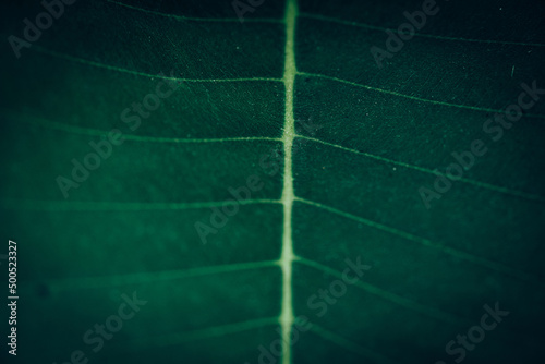 Tropical Green Leaf surface background, close up details texture, Macro environment, Nature and Plant with copy space, Selectived focus