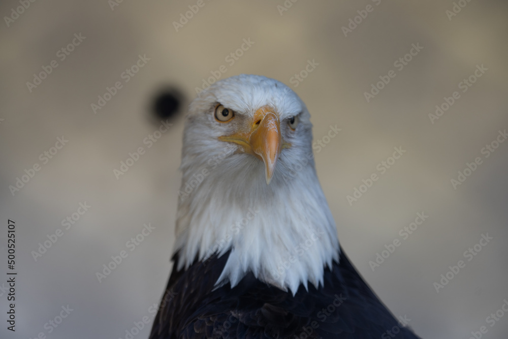 Obraz premium 動物