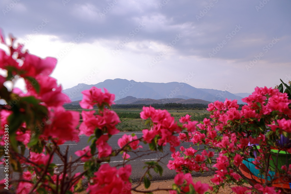 Obraz premium fully bloomed lovely bougainvillea flowers in a nursery with a majestic mountain background