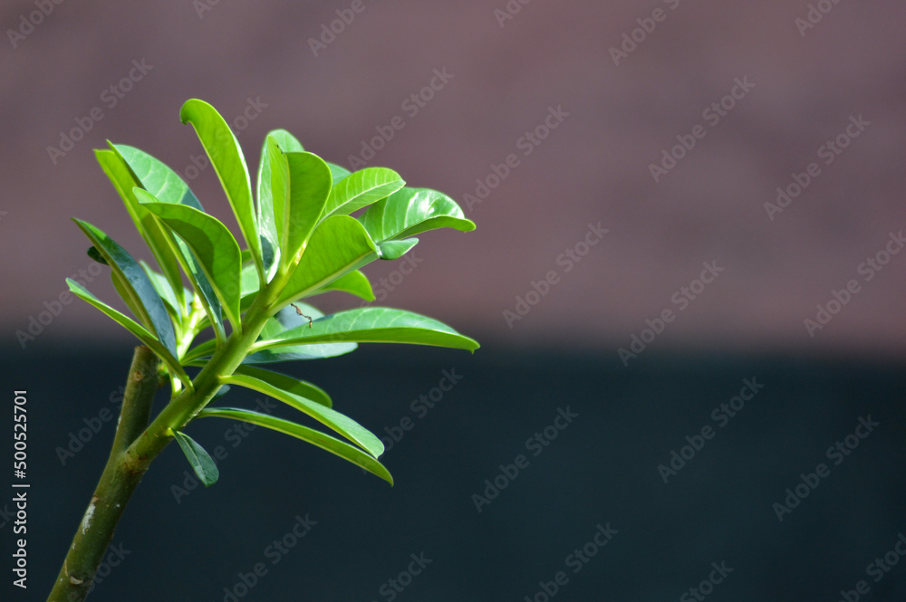 Fototapeta premium Closed Up Fresh Young Leaf On Left Side Of Branch Adenium Obesum Or Desert Rose With Blurry Background