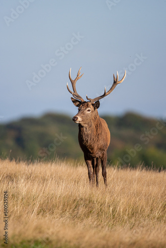 Red deer stags roaring and fighting in the woodlands of London  UK