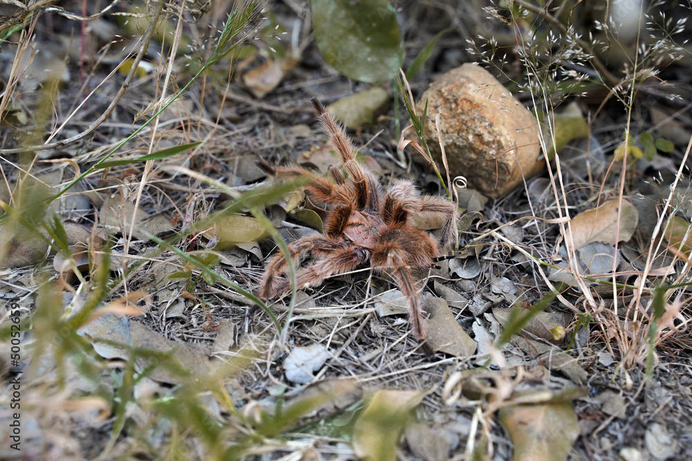 Fototapeta premium Chilean Tarantula in defense position among vegetation